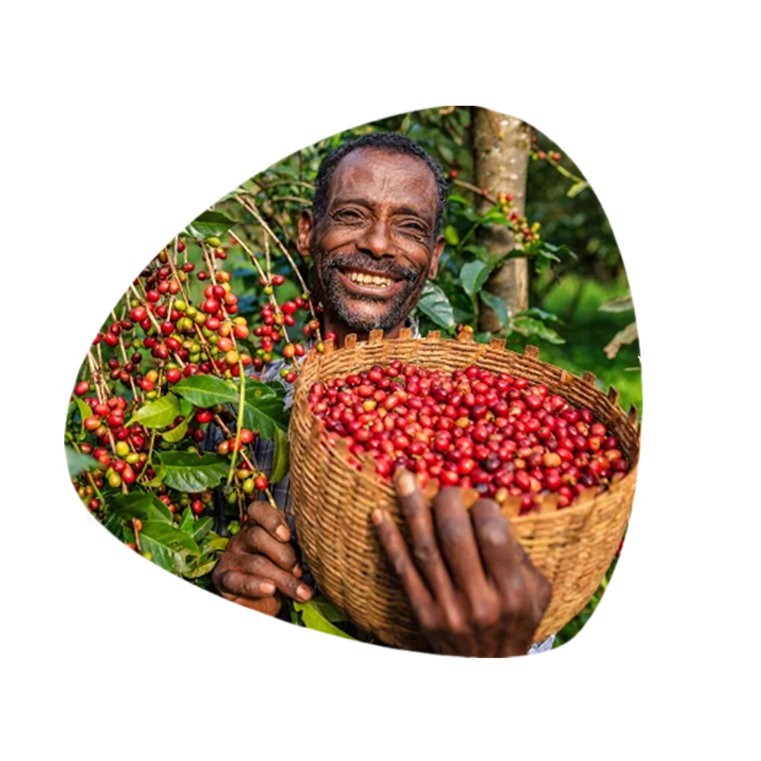 Pure Beans image